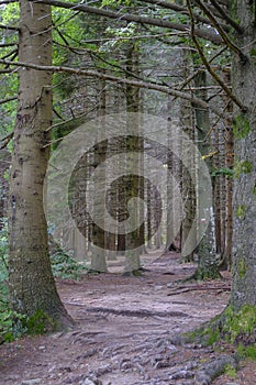 ÃÂoniferous forest of National park Appennino Tosco-Emiliano. Lagdei, Emilia-Romagna photo